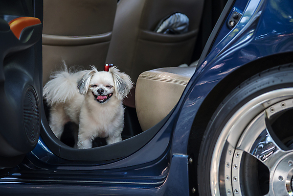 포토 JPG 해외이미지 한마리 여행 자동차 서기 사람없음 앞모습 반려동물 개 차안 해외202008 해외포토 동물 1 육상교통 뷰포인트 포유류 모션 파일형식