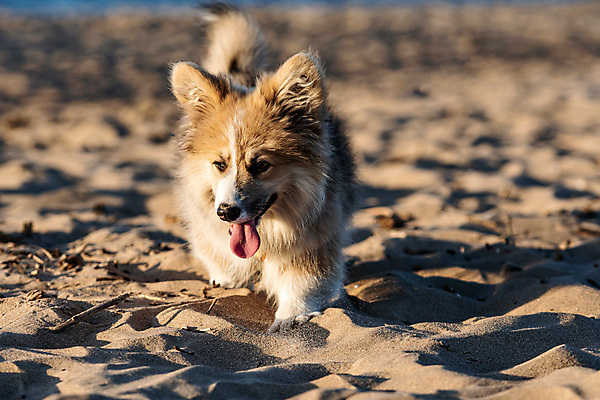 포토 JPG 해외이미지 동물 1 행복 모래 바다 장난 포유류 놀이 털 사람없음 야외 빨간색 반려동물 달리기 태양 갈색 점프 일몰 기쁨 양치기 개 강아지 저녁 솜털 송곳니 기르기 유래 해외202008 우호적 해외포토 자연요소 직업 감정 컬러 컨셉 모션 노을 치아 야간 돌봄 파일형식