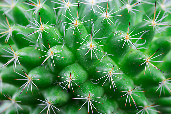 포토 JPG 해외이미지 식물 디자인 공원 꽃 백그라운드 잎 패턴 농업 채소 자연 추상 선인장 건조 사람없음 장식 초록색 정원 사막 성장 뜨거움 가시 정상 척추 묘사 질감 날카로움 리빙 내추럴 알로에 이국적 해외202008 해외포토 공공시설 산업 컬러 무늬 뼈 생태계 파일형식