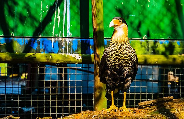 포토 JPG 해외이미지 동물 여자 남자 야생동물 오렌지 조류 동물원 성인 사람없음 반려동물 갈색 미국 흰색 깃털 사냥 부리 육식동물 북쪽 남쪽 계산서 이국적 인기 해외202008 해외포토 컬러 북아메리카 과일 사람 방향 파일형식