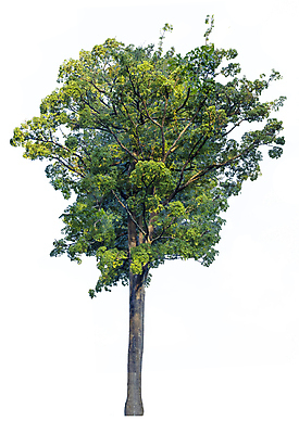 포토 JPG 해외이미지 나무 식물 계절 줄기 백그라운드 단풍 낙엽 잎 크리스마스 자연 휴가 사람없음 야외 목재 초록색 환경 정원 봄 성장 덮개 흰색 나뭇가지 고독 숲 큼 12월 자르기 수집 심볼 오브젝트 싱글 에코 나무껍질 코코넛 내추럴 고립 생태학 옛날 그리너리 해외202008 해외포토 교육 기념일 감정 컬러 과일 재료 모션 뚜껑 껍질 날짜 크기 생태계 파일형식 트랜드컬러