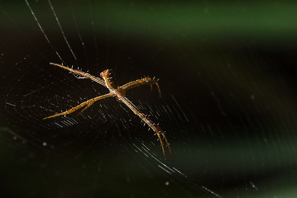 포토 JPG 해외이미지 패턴 자연 사람없음 초록색 여름 검은색 거미 F 해외202008 해외포토 알파벳 계절 컬러 곤충 무늬 생태계 파일형식