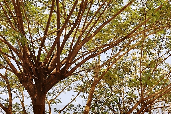 포토 JPG 해외이미지 나무 식물 계절 공원 백그라운드 잎 자연 그림자 풍경 사람없음 야외 목재 초록색 여름 빛 햇빛 태양 새싹 환경 정원 맑음 침묵 봄 성장 광선 나뭇가지 시골 신선 숲 장면 내추럴 해외202008 해외포토 자연요소 공공시설 컬러 재료 날씨 소리 생태계 파일형식