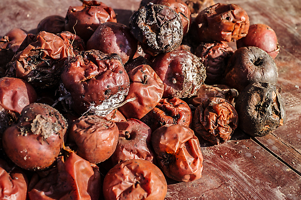 포토 JPG 해외이미지 식물 음식 백그라운드 농업 채소 과일 자연 탁자 건조 건강 사람없음 초록색 농작물 농장 정원 손상 가을 흰색 죽음 사과 쓰레기 폐기물 먹기 유기농 낭비 내추럴 나쁜 고립 곰팡이 숙성 썩음 옛날 해로움 노화 못생김 해외202008 해외포토 웰빙 계절 산업 컬러 가구 컨셉 모션 생태계 파일형식