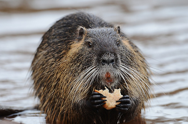 포토 JPG 해외이미지 동물 공원 유럽 호수 야생동물 백그라운드 겨울 자연 털 사람없음 목재 물 흰색 설치류 숲 사파리 사냥 러시아 냄새 북쪽 섬유 비버 전국 해외202008 해외포토 자연요소 나무 계절 공공시설 나라 컬러 재료 직물 방향 생태계 파일형식