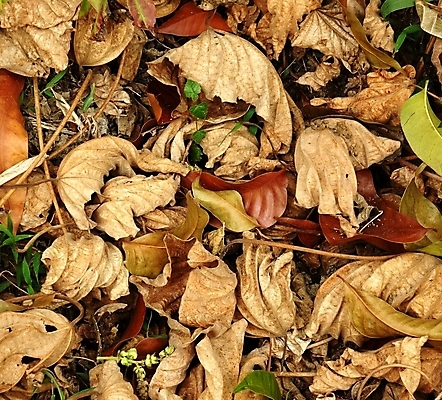 포토 JPG 해외이미지 식물 계절 줄기 잎 건조 사람없음 초록색 갈색 가을 나뭇가지 죽음 변화 순환 해외202008 해외포토 나무 컬러 컨셉 모션 파일형식