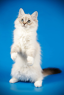 포토 JPG 해외이미지 한마리 사람없음 파란색 반려동물 고양이 포인트 해외202008 네바마스커레이드 해외포토 동물 1 컬러 포유류 금융 파일형식