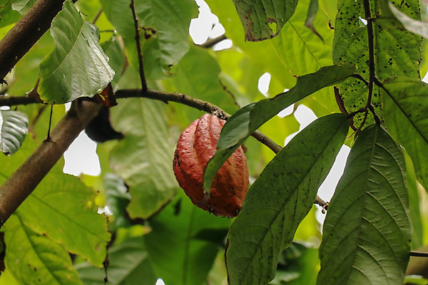 포토 JPG 해외이미지 식물 접시 음식 백그라운드 잎 다이어트 과일 자연 디저트 콩 씨앗 사람없음 초록색 갈색 주방 초콜릿 검은색 식사 기쁨 에너지 흰색 나뭇가지 거친 맛 정상 낟알 가루 굽기 향신료 준비 유기농 완두콩 아로마 영양 머리위 향 코코아 흙더미 고립 카카오 맛있는 해외202008 해외포토 나무 식기 웰빙 감정 음료 컬러 컨셉 곡류 건강 흙 구이 생태계 향미료 파일형식 더미