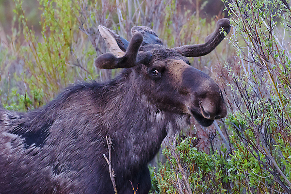 포토 JPG 해외이미지 동물 호수 야생동물 포유류 자연 산 털 종류 사람없음 물 갈색 어둠 코트 종 흰색 소나무 소 습지 숲 위험 큼 시원함 속눈썹 버드나무 황소 코 귀 무거움 주둥이 엘크 콜로라도 벨벳 해외202008 해외포토 자연요소 나무 컬러 컨셉 신체부위 미국 외투 무게 크기 실크 눈썹 생태계 파일형식