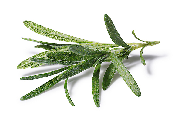 포토 JPG 해외이미지 식물 클리핑패스 음식 잎 사람없음 초록색 흰색 나뭇가지 지중해 허브 관목 향신료 로즈메리 고립 해외202008 해외포토 나무 바다 컬러 향미료 파일형식