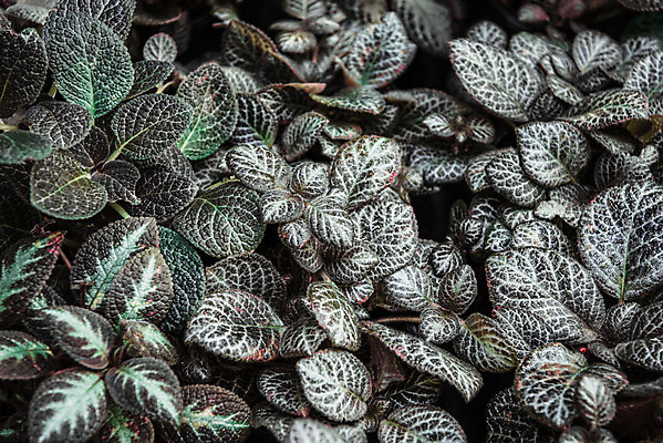 포토 JPG 해외이미지 나무 식물 디자인 계절 공원 백그라운드 잎 패턴 자연 벽지 추상 건강 풍경 사람없음 야외 목재 초록색 물 여름 우주 환경 정원 어둠 봄 성장 신선 숲 작음 열대우림 묘사 유기농 질감 내추럴 많음 그리너리 미니멀 해외202008 해외포토 자연요소 웰빙 공공시설 컬러 컨셉 무늬 재료 크기 생태계 파일형식 트랜드컬러