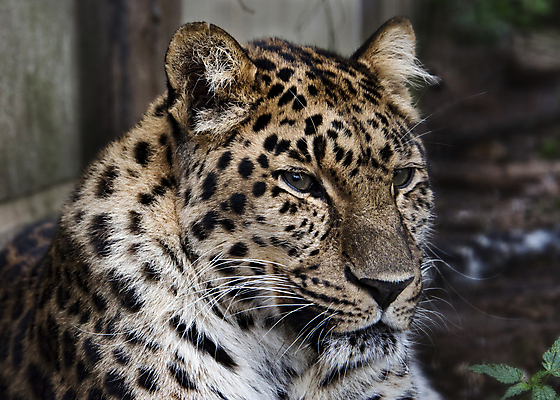 포토 JPG 해외이미지 동물 공원 얼굴 야생동물 백그라운드 오렌지 포유류 아프리카 자연 친절 털 사람없음 야외 노란색 검은색 고양이 흰색 점 호랑이 황무지 닫기 치아 위험 큼 사파리 육식동물 사냥꾼 멸종 표범 내추럴 해외202008 해외포토 직업 공공시설 나라 컬러 컨셉 과일 모션 신체부위 반려동물 소화기관 크기 생태계 파일형식