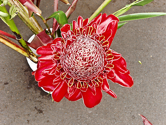 포토 JPG 해외이미지 식물 꽃 사람없음 빨간색 컬러풀 하와이 열정 해외202008 해외포토 감정 컬러 미국 파일형식