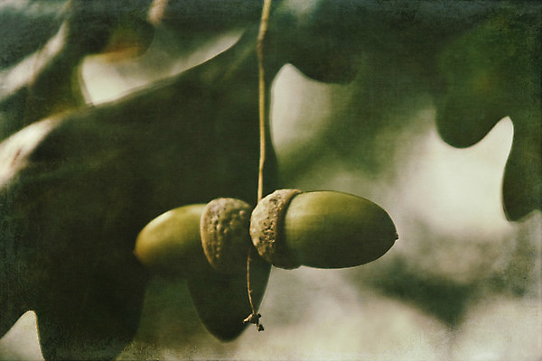 포토 JPG 해외이미지 나무 식물 계절 공원 유럽 잎 자연 사람없음 초록색 여름 태양 가을 나뭇가지 원형 9월 도토리 내추럴 해외202008 해외포토 자연요소 도형 공공시설 나라 컬러 견과류 날짜 생태계 파일형식