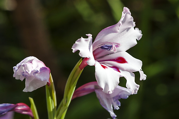 포토 JPG 해외이미지 식물 계절 공원 꽃잎 꽃 분홍색 꽃다발 백그라운드 겨울 꽃무늬 전구 자연 사람없음 야외 가로 빨간색 정원 봄 성장 흰색 신선 개화 닫기 원예 향기 화단 남아프리카 삼림지대 세련 해외202008 해외포토 공공시설 컬러 무늬 모션 아프리카 취미 숲 생태계 냄새 파일형식