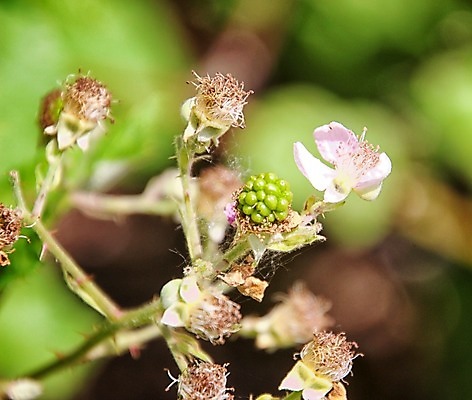 포토 JPG 해외이미지 식물 꽃 잎 자연 사람없음 해외202008 해외포토 생태계 파일형식