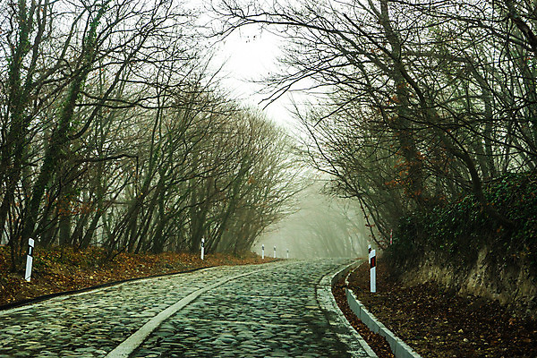 포토 JPG 해외이미지 나무 유럽 도로 길 여행 단풍 곡선 자연 아침 산 풍경 사람없음 목재 안개 가을 숲 방법 뿌연 조지아 해외202008 해외포토 주간 식물 계절 나라 선 잎 재료 교통시설 날씨 생태계 동유럽 파일형식