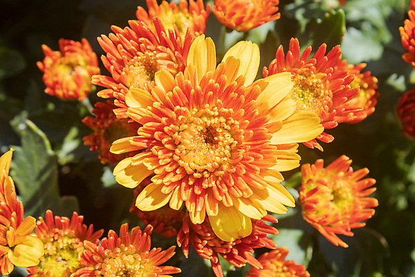 포토 JPG 해외이미지 식물 디자인 꽃잎 꽃 꽃다발 잎 꽃무늬 패턴 오렌지 자연 휴식 국화 사람없음 장식 초록색 여름 컬러풀 노란색 정원 봄 낭만 벚꽃 가을 나뭇가지 신선 닫기 달콤 내추럴 해외202008 해외포토 나무 계절 컬러 컨셉 무늬 과일 모션 맛 생태계 파일형식