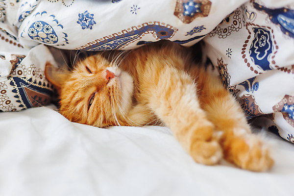 포토 JPG 해외이미지 한마리 실내 사람없음 반려동물 햇빛 고양이 이불 침대 반려묘 안락 해외202008 해외포토 동물 1 가구 컨셉 포유류 침구 내부 태양 파일형식