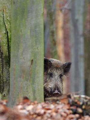 포토 JPG 해외이미지 동물 남자 여유 야생동물 백그라운드 곰 포유류 자연 생물 털 서기 사람없음 야외 가로 세계 갈색 평화 펼침 신선 돼지 주식 숲 위험 무서움 수줍음 사냥 귀 주둥이 경보 공격적 무료 요금 테마 해외202008 해외포토 감정 컬러 컨셉 모션 사람 신체부위 금융 생태계 파일형식