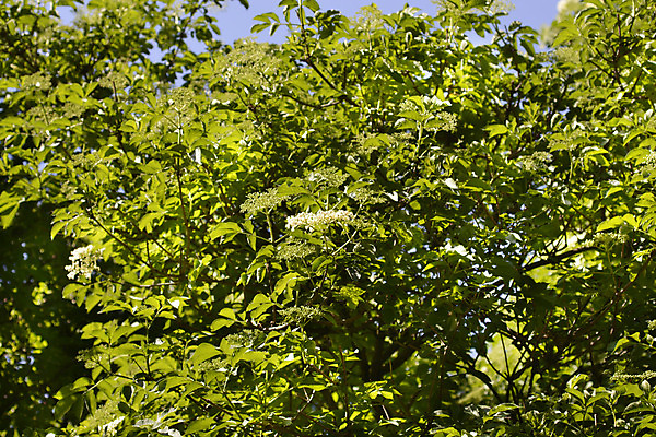 포토 JPG 해외이미지 식물 꽃 잎 자연 사람없음 야외 초록색 정원 흰색 닫기 관목 해외202008 해외포토 나무 컬러 모션 생태계 파일형식