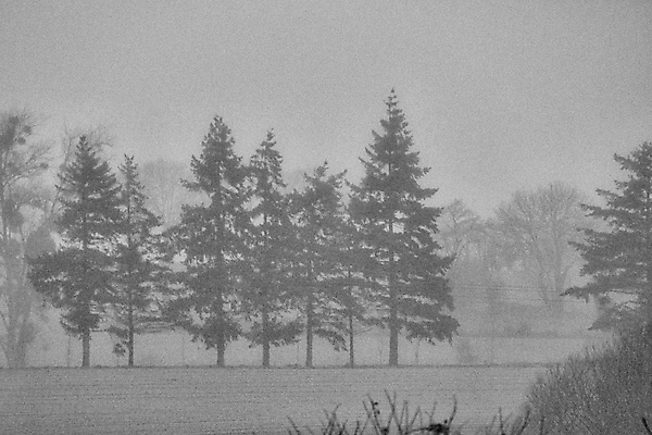 포토 JPG 해외이미지 나무 겨울 자연 사람없음 안개 해외202008 해외포토 식물 계절 날씨 생태계 파일형식