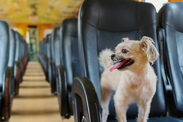 포토 JPG 해외이미지 한마리 여행 의자 사람없음 아웃포커스 반려동물 개 해외202008 해외포토 동물 1 가구 포유류 촬영기법 파일형식