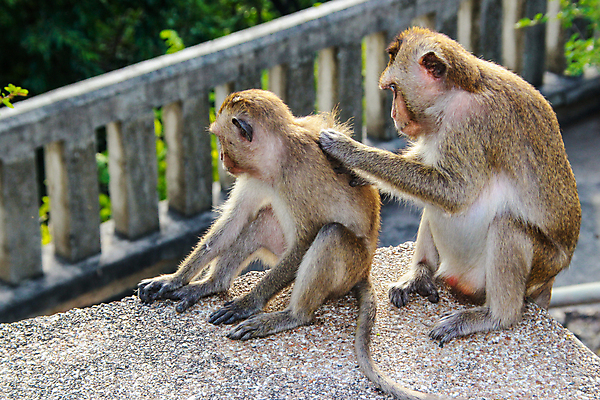 포토 JPG 해외이미지 동물 커플 응시 공원 여자 남자 아시아 얼굴 야생동물 백그라운드 2 포유류 가족 자연 엄마 산 털 동물원 사랑 앉기 사람없음 야외 초록색 갈색 머리 우정 원숭이 아기 숲 확인 유인원 내추럴 돌봄 동물상 헬프 해외202008 해외포토 시선 공공시설 감정 나라 컬러 관계 모션 사람 신체부위 친구 조형물 도움 생태계 파일형식