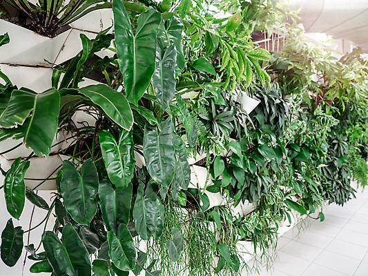 포토 JPG 해외이미지 나무 식물 디자인 벽 백그라운드 잎 자연 주택 실내 손바닥 사람없음 내부 장식 초록색 환경 정원 봄 방 성장 흰색 나뭇가지 신선 그룹 고급 냄비 오브젝트 유기농 아이비 상록수 내추럴 생태학 스타일 그리너리 해외202008 해외포토 손 웰빙 계절 교육 컬러 컨셉 건물 솥 생태계 파일형식 트랜드컬러