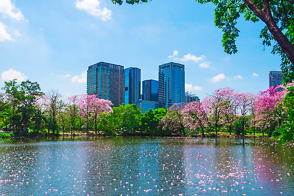 포토 JPG 해외이미지 주간 나무 공원 호수 태국 자연 하늘 풍경 사람없음 야외 건물 물 반사 봄 낭만 벚꽃 도시 방콕 해외202008 해외포토 자연요소 식물 건축물 계절 공공시설 꽃 아시아 컨셉 생태계 파일형식