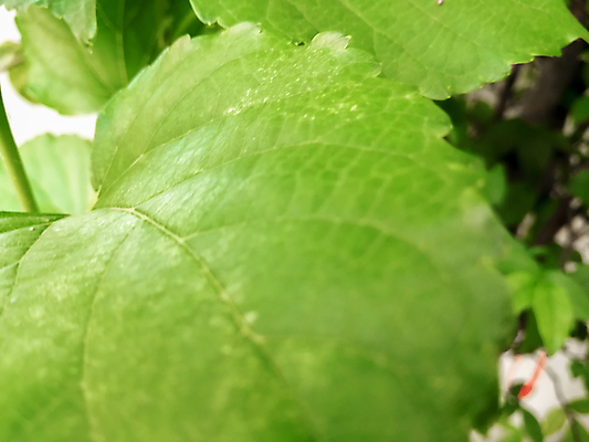 포토 JPG 해외이미지 나무 식물 템플릿 디자인 계절 백그라운드 잎 크리스마스 패턴 농업 자연 벽지 추상 휴가 경사 사람없음 초록색 빛 새싹 환경 봄 성장 나뭇가지 신선 소프트포커스 숲 허브 유기농 질감 보케 부드러움 녹색배경 내추럴 광 밭일 블러 생태학 해외202008 해외포토 웰빙 교육 기념일 산업 컬러 무늬 촬영기법 감각 생태계 파일형식