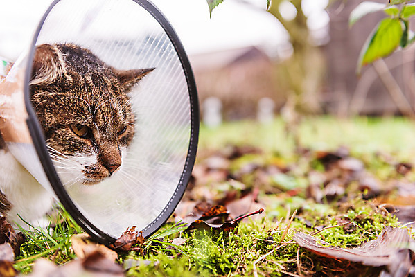 포토 JPG 해외이미지 동물 얼굴 백그라운드 포유류 건강 병원 안전 사람없음 치료 반려동물 약 머리 고양이 고통 환자 흰색 긴급 도움 보호 질병 상처 플라스틱 귀 목 외과 원뿔 수의사 고립 돌봄 해외202008 해외포토 도형 감정 컬러 컨셉 의학 모션 재질 신체부위 의사 파일형식