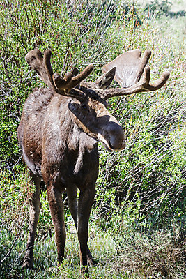 포토 JPG 해외이미지 동물 호수 야생동물 포유류 자연 산 털 종류 사람없음 초록색 물 갈색 어둠 코트 종 흰색 소나무 소 습지 군중 숲 위험 큼 시원함 속눈썹 버드나무 황소 코 귀 무거움 주둥이 콜로라도 벨벳 해외202008 해외포토 자연요소 나무 컬러 컨셉 사람 신체부위 미국 외투 무게 크기 실크 눈썹 생태계 파일형식