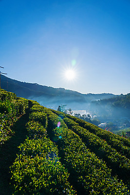 포토 JPG 해외이미지 나무 식물 아시아 여행 잎 밭 농업 채소 자연 아침 산 건강 동양인 풍경 사람없음 초록색 빛 농작물 햇빛 농장 농경지 정원 봄 성장 흰색 시골 신선 재산 차 허브 언덕 장면 말레이시아 산악지대 숙성 해외202008 해외포토 주간 계절 나라 산업 음료 컬러 인종 금융 태양 생태계 파일형식