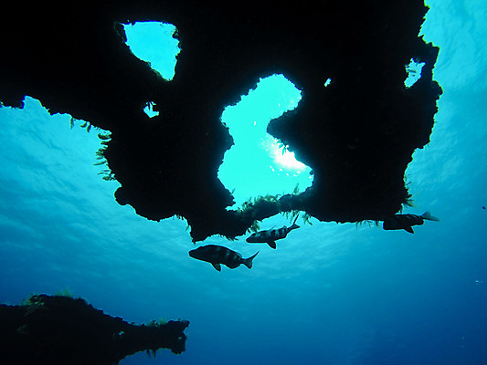 포토 JPG 해외이미지 동물 바다 섬 여행 학교 자연 낚시 어류 풍경 사람없음 빨간색 물 파란색 바닷속 수중 수영 그룹 산호 잠수부 땅 생태계 다이빙 암초 내추럴 깊이 파라다이스 해외202008 해외포토 자연요소 교육 컬러 레저 수중동물 수상스포츠 자포동물 전문직 수중스포츠 파일형식