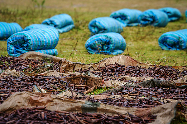 포토 JPG 해외이미지 식물 꽃 음식 밭 가방 재료 아프리카 자연 디저트 열대 콩 건조 요리 잔디 사람없음 야외 파란색 갈색 검은색 어둠 양념 맛 향신료 유기농 향기 아로마 내추럴 꼬투리 마다가스카르 바닐라 아열대 맛있는 해외202008 해외포토 웰빙 잡화 나라 컬러 컨셉 농업 곡류 생태계 냄새 향미료 파일형식