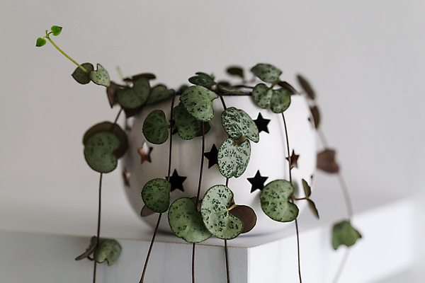 포토 JPG 해외이미지 식물 화초 줄 잎 자연 선반 주택 실내 매달리기 사람없음 장식 초록색 정원 봄 성장 흰색 마음 냄비 포도나무 돌봄 스칸디나비아 해외202008 해외포토 계절 컬러 가구 모션 내부 건물 솥 과일나무 생태계 파일형식