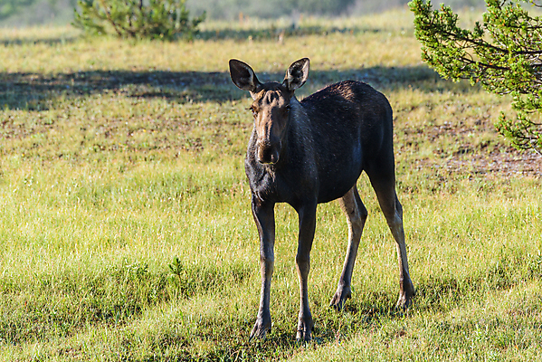포토 JPG 해외이미지 동물 호수 야생동물 포유류 자연 산 털 종류 사람없음 야외 물 갈색 어둠 코트 종 흰색 소나무 습지 숲 위험 큼 시원함 속눈썹 버드나무 황소 코 귀 무거움 주둥이 엘크 콜로라도 벨벳 해외202008 해외포토 자연요소 나무 컬러 컨셉 신체부위 미국 외투 소 무게 크기 실크 눈썹 생태계 파일형식