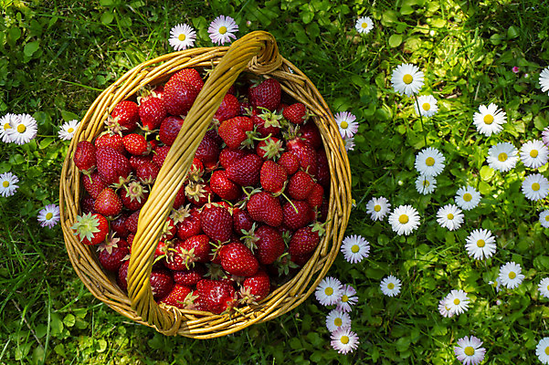 포토 JPG 해외이미지 주간 밭 딸기 사람없음 야외 하이앵글 바구니 담기 데이지 해외202008 해외포토 자연요소 꽃 뷰포인트 농업 과일 모션 파일형식