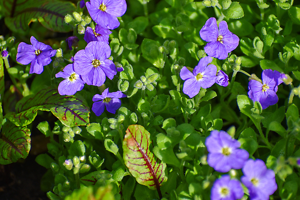 포토 JPG 해외이미지 식물 꽃 분홍색 백그라운드 꽃무늬 자연 사람없음 야외 파란색 정원 보라색 봄 활발 성장 벚꽃 신선 개화 그룹 제비꽃 원예 화단 세련 해외202008 해외포토 계절 컬러 컨셉 무늬 취미 생태계 파일형식