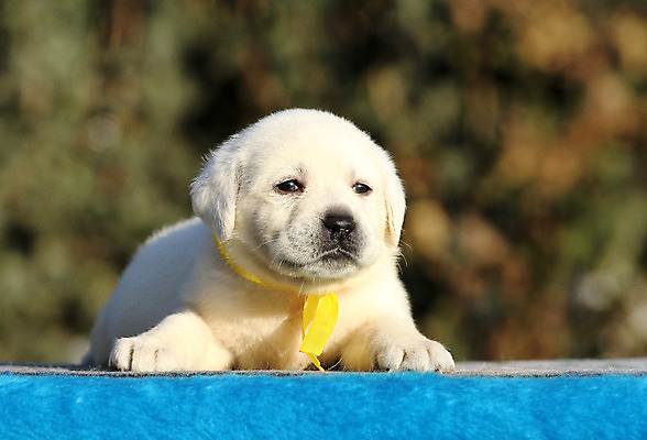 포토 JPG 해외이미지 응시 행복 어린이 놀이 탁자 사람없음 파란색 반려동물 노란색 기쁨 개 리트리버 달콤 강아지 래브라도리트리버 위치 창백 기르기 유래 해외202008 해외포토 동물 시선 감정 컬러 가구 포유류 사람 맛 돌봄 파일형식