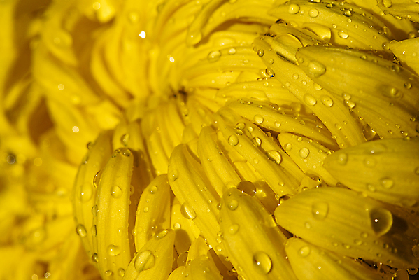 포토 JPG 해외이미지 식물 1 디자인 꽃잎 꽃 백그라운드 꽃무늬 패턴 자연 국화 사람없음 물 노란색 머리 정원 벚꽃 가을 신선 우아함 떨어짐 묘사 질감 내추럴 해외202008 해외포토 자연요소 계절 컬러 컨셉 무늬 신체부위 생태계 파일형식