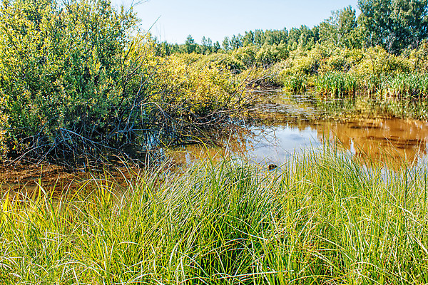 포토 JPG 해외이미지 나무 식물 계절 공원 백그라운드 잎 자연 하늘 풍경 사람없음 야외 목재 초록색 물 여름 파란색 컬러풀 햇빛 태양 반사 노란색 평화 환경 침묵 봄 젖음 전원 시골 연못 구멍 숲 작음 장면 내추럴 해외202008 해외포토 자연요소 공공시설 컬러 컨셉 재료 소리 전기에너지 크기 생태계 파일형식
