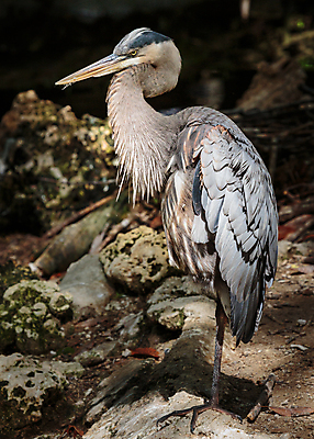 포토 JPG 해외이미지 동물 여자 남자 야생동물 조류 산 사람없음 물 파란색 컬러풀 계란 쌍 막대기 둥지 주식 큼 왜가리 깃털 부리 사냥꾼 목 콜로라도 플로리다 해외202008 해외포토 자연요소 직업 컬러 사람 신체부위 금융 알 미국 크기 파일형식