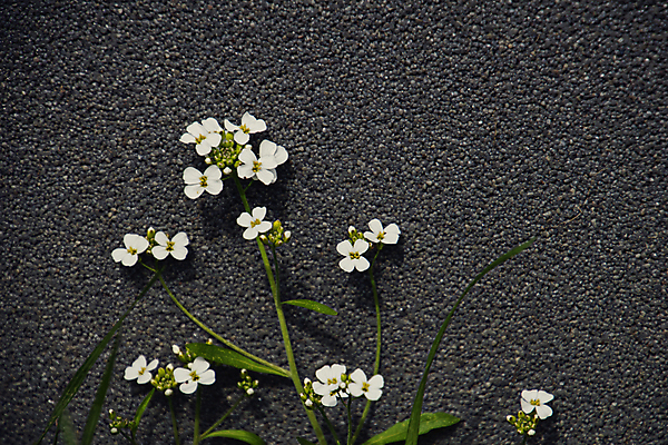 포토 JPG 해외이미지 식물 계절 꽃잎 꽃 백그라운드 패턴 자연 사람없음 야외 장식 초록색 여름 정원 회색 흰색 작음 8월 7월 흥미 해외202008 해외포토 컬러 컨셉 무늬 날짜 크기 생태계 파일형식