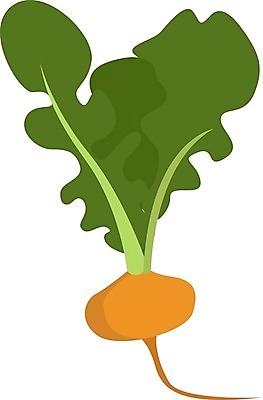 EPS 해외이미지 식물 음식 백그라운드 잎 농업 다이어트 채소 일러스트 재료 자연 건강 요리 초록색 정원 보라색 저녁식사 흰색 신선 유기농 날것 뿌리 내추럴 고립 숙성 채식주의자 총각무 해외202008 해외일러스트 웰빙 산업 컬러 식사 무 생태계 채식 파일형식 벡터