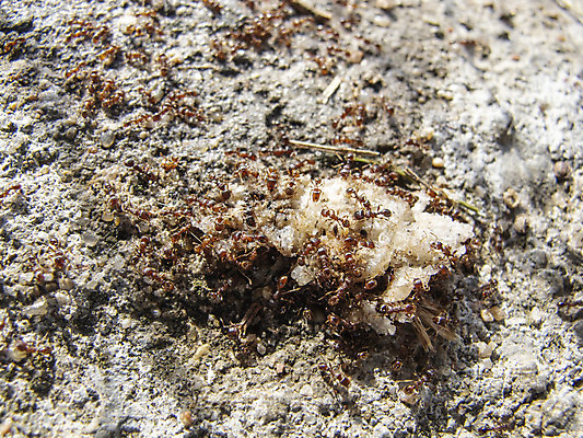 포토 JPG 해외이미지 동물 디자인 음식 빵 모래 벽 곤충 백그라운드 패턴 자연 표면 추상 디저트 사람없음 빨간색 갈색 케이크 주방 검은색 바위 거친 그룹 닫기 해충 벌레 천 먹기 묘사 질감 대리석 적재 내추럴 식민지 옛날 제어 화강암 해외202008 해외포토 컬러 무늬 재료 모션 암석 돌_바위 직물 생태계 파일형식