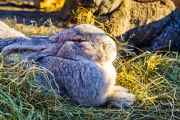 포토 JPG 해외이미지 동물 여자 남자 유럽 얼굴 포유류 동물원 종류 사람없음 반려동물 머리 달러 회색 토끼 설치류 거인 기르기 암사슴 인기 해외202008 해외포토 나라 컬러 돈 사슴 사람 신체부위 암컷 돌봄 파일형식