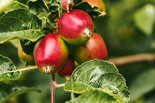 포토 JPG 해외이미지 나무 식물 계절 음식 낙엽 잎 농업 다이어트 과일 자연 건강 사람없음 야외 빨간색 초록색 여름 농작물 농장 정원 활발 수확 성장 가을 나뭇가지 시골 신선 달콤 사과 과수원 다발 상쾌 유기농 원예 날것 정맥 내추럴 밭일 법정 숙성 해외202008 해외포토 웰빙 감정 산업 컬러 컨셉 취미 맛 생태계 혈관 파일형식