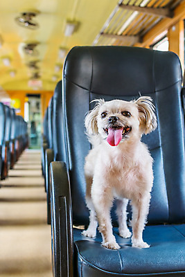 포토 JPG 해외이미지 한마리 여행 의자 실내 사람없음 반려동물 개 해외202008 해외포토 동물 1 가구 포유류 내부 파일형식